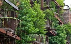 arbres vivants immeubles écologique